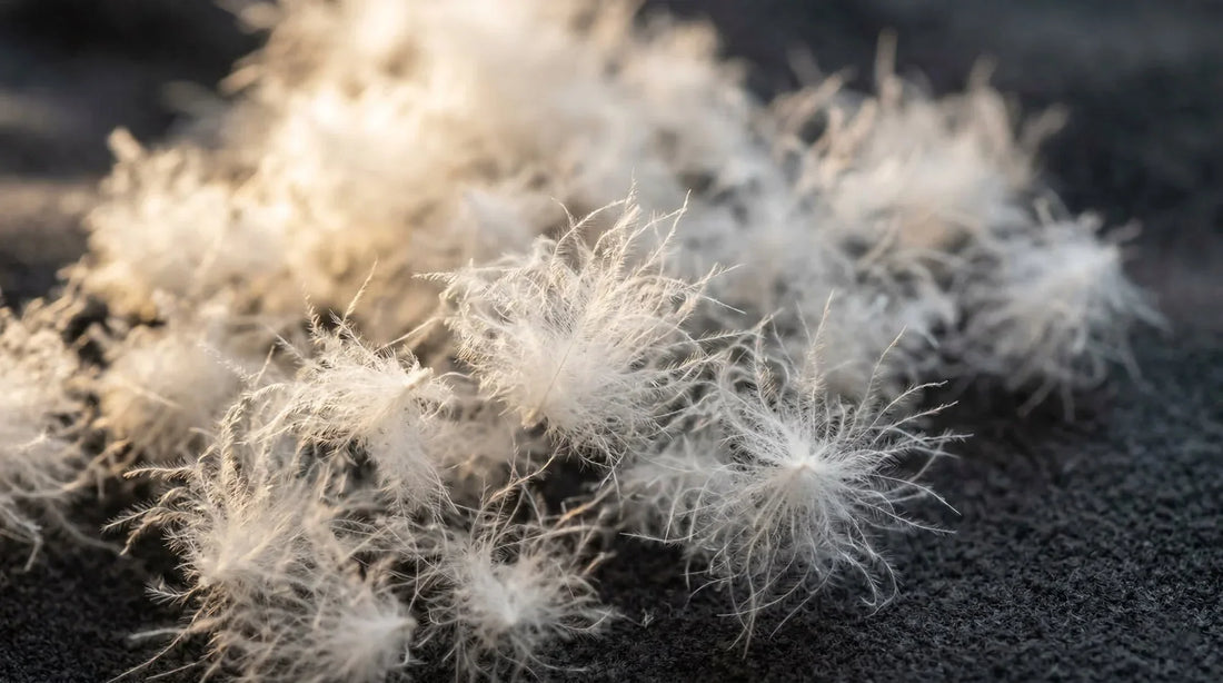 Cuin duvet : pouvoir gonflant et performance thermique